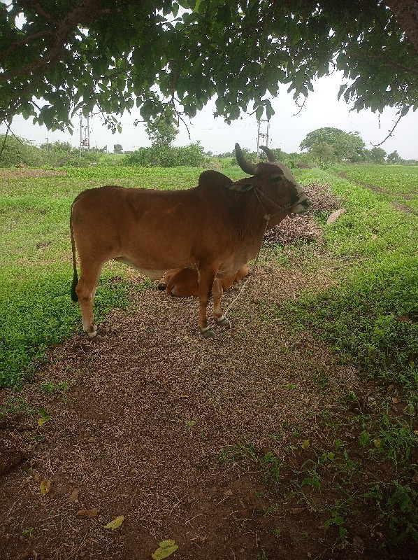 બળધ વેચવાના છે