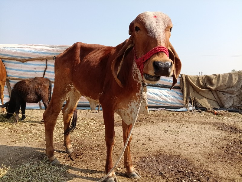 ગીર ગાય વેચવાની...