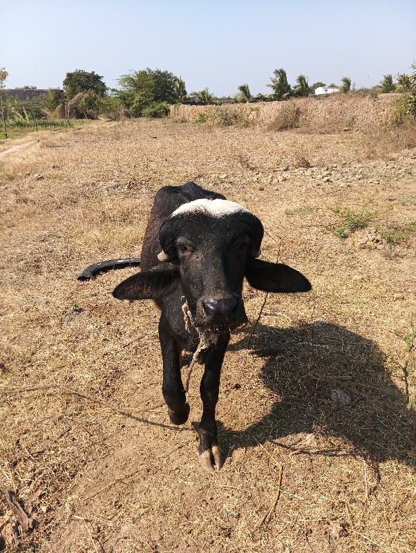 પાડો માલધારી ની...