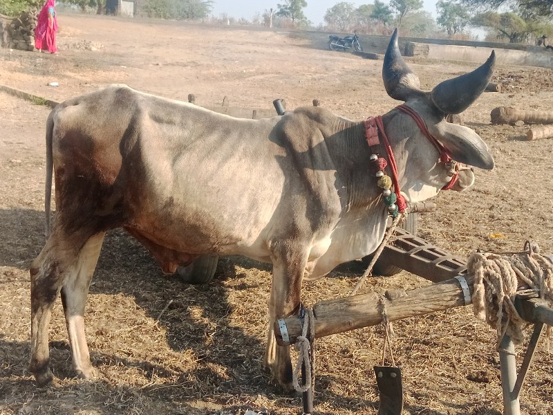 ગોંઢલા વેચવાના...