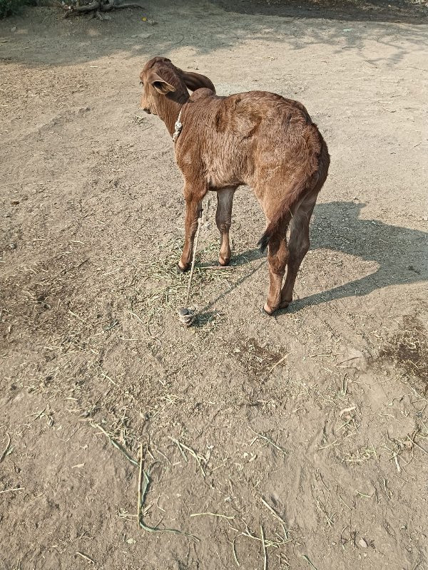 હોડકી જસી વેચવા...