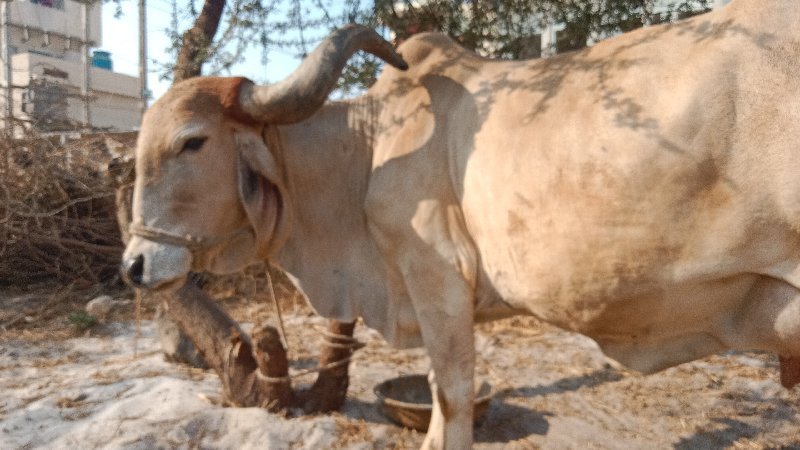 ગાય વેચવાની છે