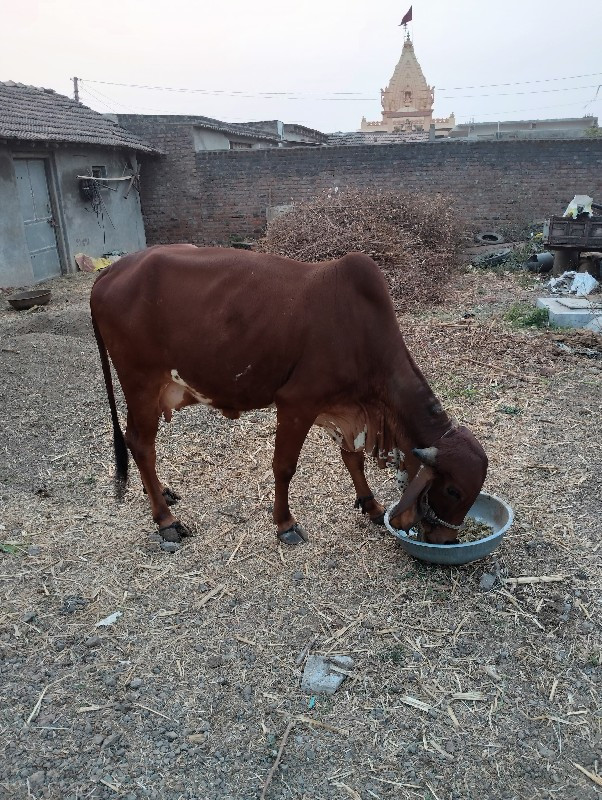 બીજુ વેતર