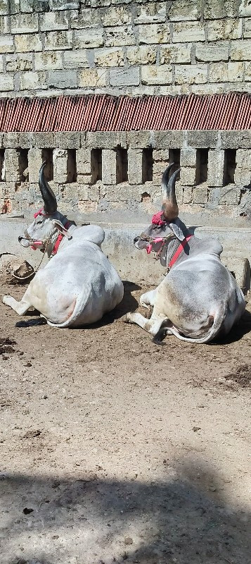 સાવ સોજા