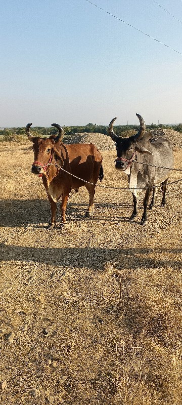 બળદ વેચવા ના છે...