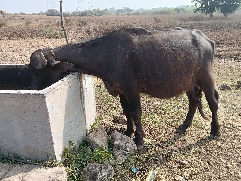 પાડો વેચવાનો છે