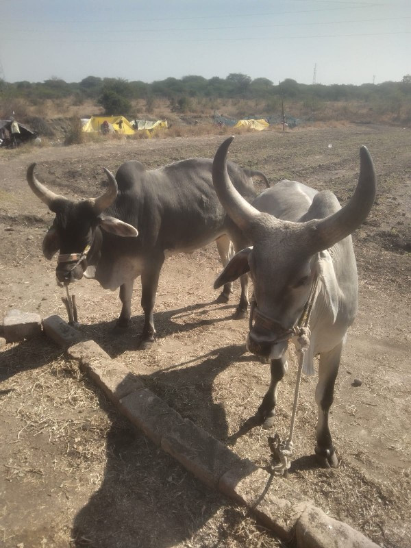 ગોઢલા વેચવાના છ...