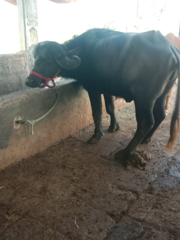 ખડેલી વેસવાનીછે...