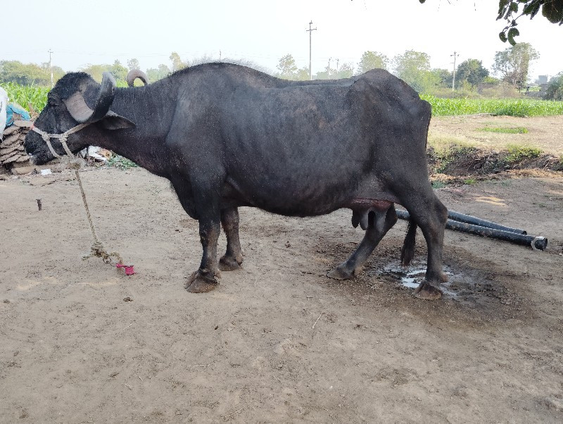 ભેસ વેચવાની છે