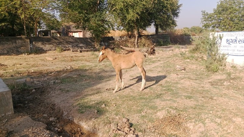 વછેરો દેવાનો છે