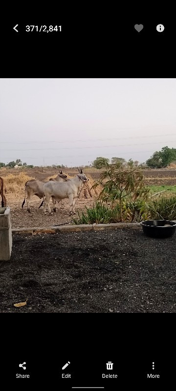 ગોધલા શે ખીરા શ...