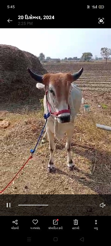 આ ગોઢલો વેચાવ છ...