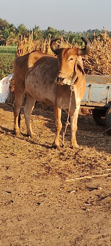 બળદ વેચવાનો છે