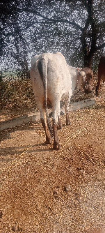 બે ગીર ગાયુ વેચ...