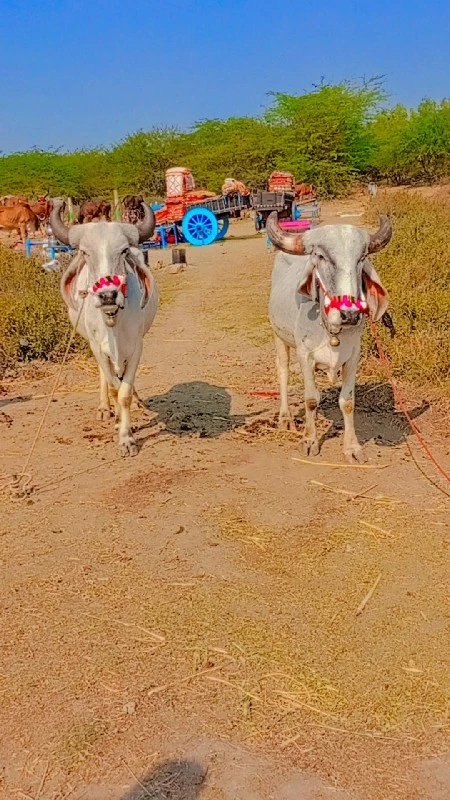 એક વાણી વાવેલ્સ...