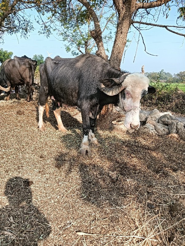 ભેચ વેચવાની છે...