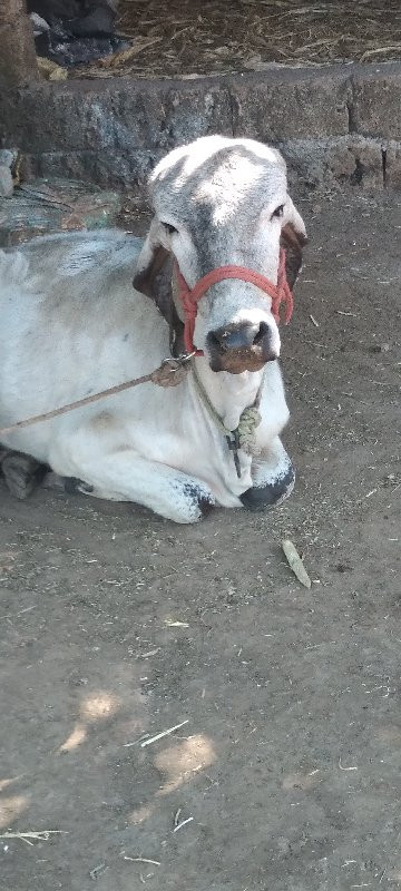 ગિરવાસડીવેચવાની...