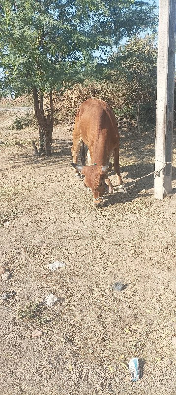 ગોડલો વેચવાનો છ...