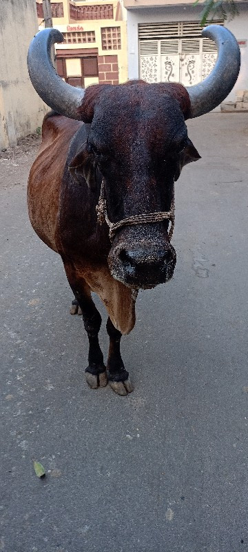 ગાય વેચવાની છે