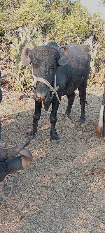 ખડેલું વેચવાનું...