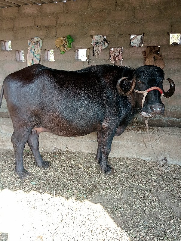 85.હજાર