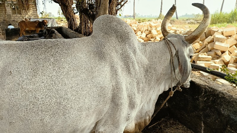 બળદ વેચવાના છે