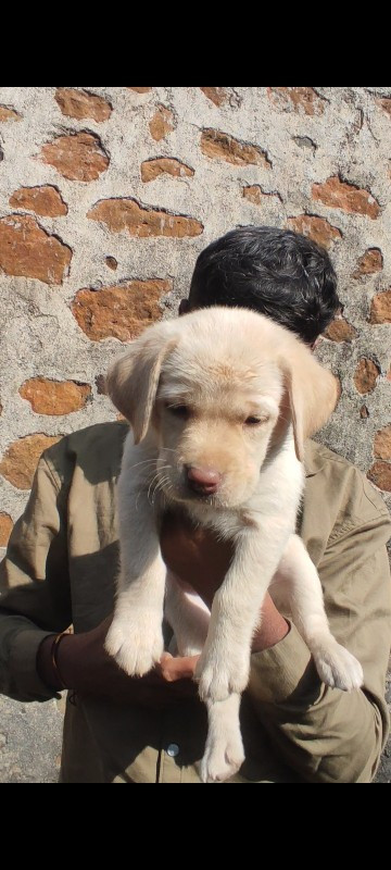 Labrador�