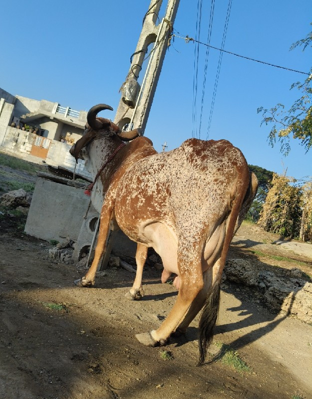 ગીર ગાય વેસ્વાન...