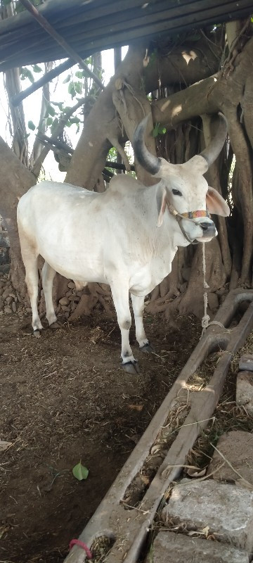 ગોઢલો વેચવા નો...