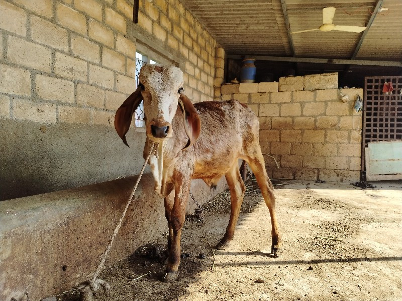 ગીર વાછરડો વેચવ...