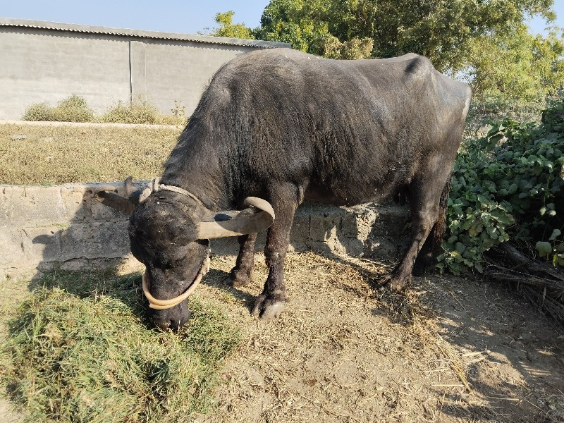 ભેંશ વેશવાની છે