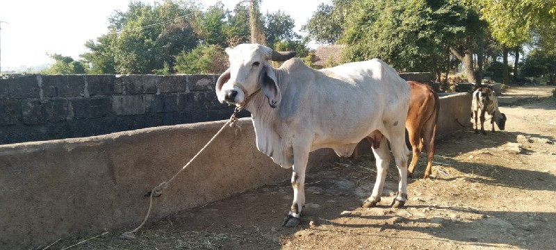 2ગાયો