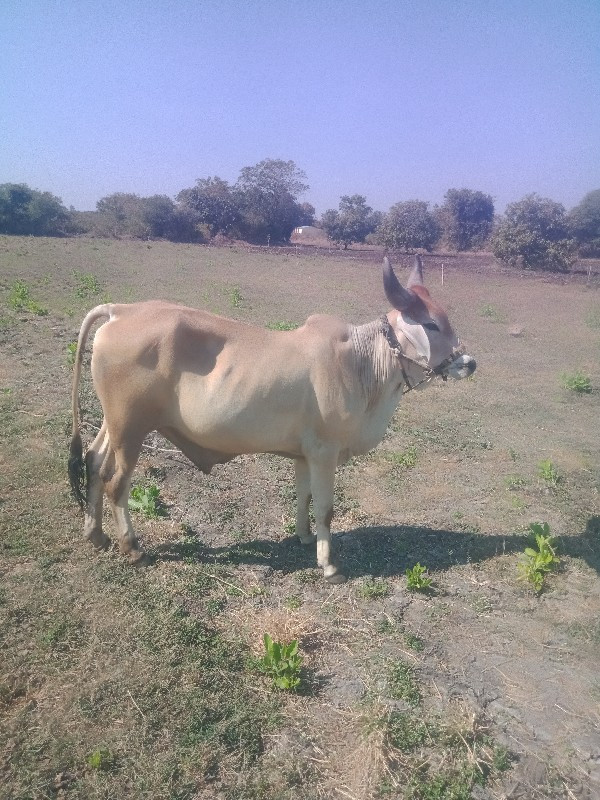 આ ગોઢલો વેચવાનો...