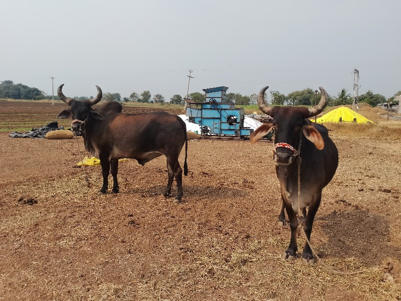 વેચવાના છે