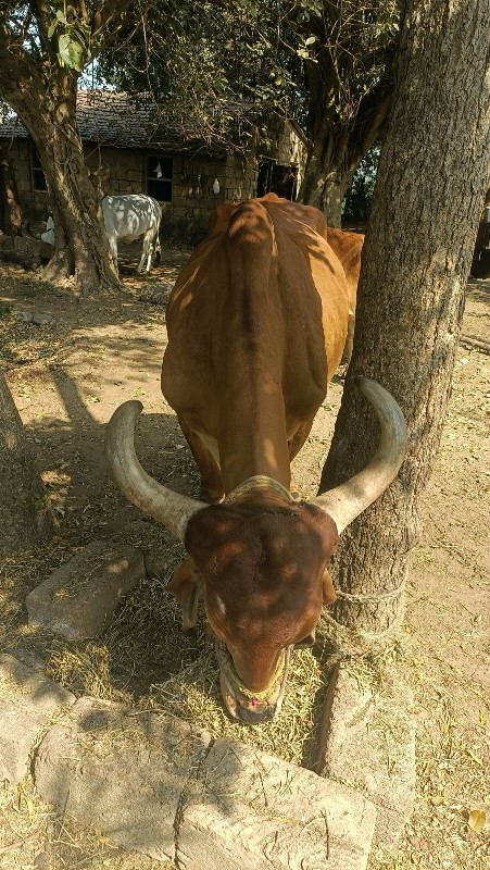 બળદ વેચવાના છે