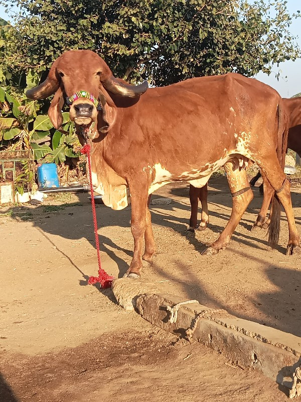 ગીર હોડકી વેચવા...