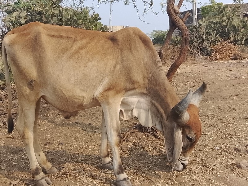 badki Gaon Talu...