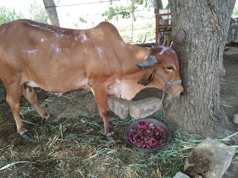 ગાય