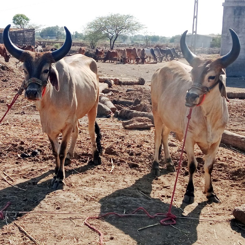 બળદ વેચવાના છે