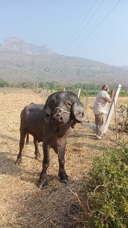 પડો જાફરાબાદી.....