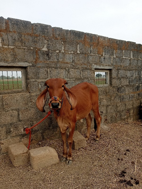 vachadi