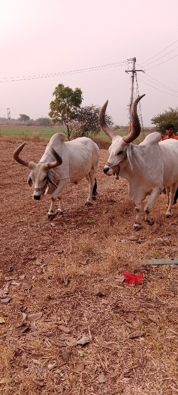 વેચવાના છે