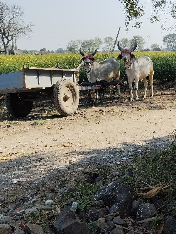 વઢીયારા ગોડલા વ...