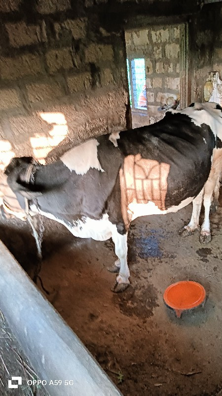 assap cow vesav...