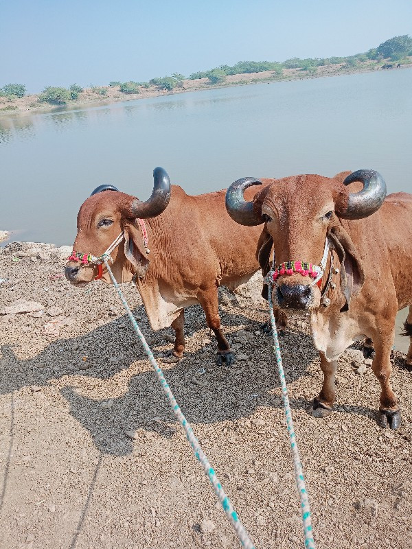 એક બે વાવણી વાવ...