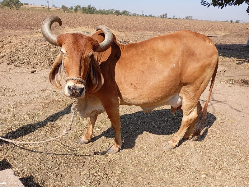 ગાય વેચવાની છે