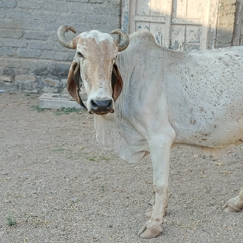 ધોળી ગાય વેસવાન...