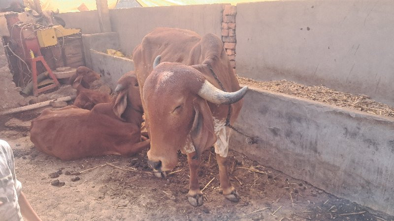 ગાયુ વેચવાની છે...