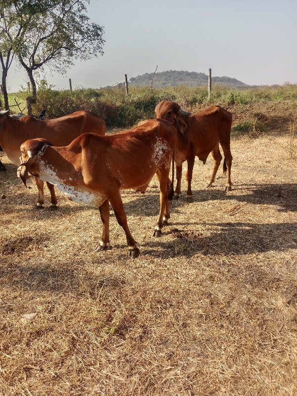 ગોઢલા. વેચવાનાચ...