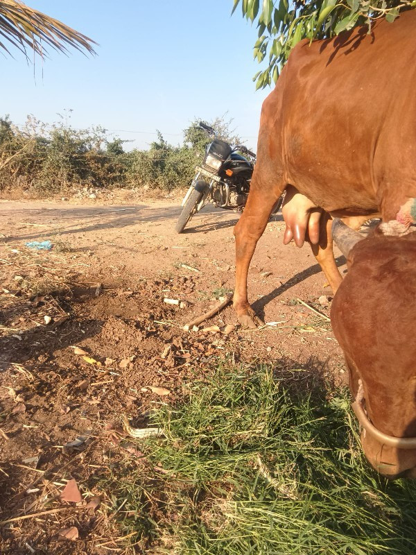 ગીર ગાય 🐄 બેસવા...